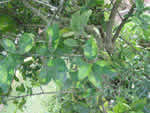 greening%20in%20lime%203_thumb