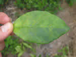 IMG_1574_thumb