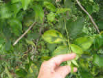 IMG_2221_thumb