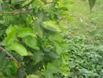 IMG_2222_thumb