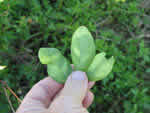 leaf%20back1008_thumb