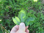leaf%20front1009_thumb
