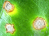 leaf2a