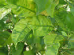 lemon%20foliar%20greening%202_thumb