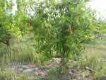 lemon%20tree%20with%20central%20infected%20shoot_thumb
