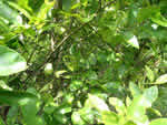lime%201_thumb