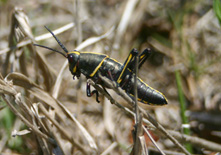 lubber-nymph-breeden