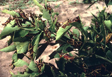 lubber-clustered-nymphs-on-citrus