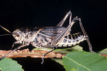 lubber-dark-colored-adult