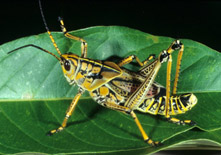 lubber-intermediate-colored-adult