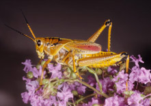 lubber-light-colored-adult