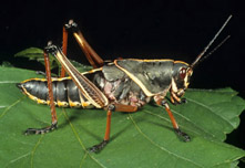 lubber-older-nymph