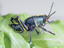 lubber-young-nymph