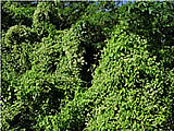 mikania-micrantha-habit-160