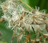 mikania-micrantha-seeds-160