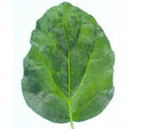Mottle Leaf Mosaic Pattern