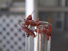 nymphs_R_Railton