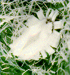 para_1