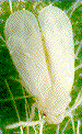 para_8