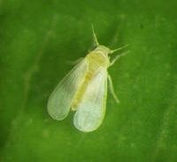 Fig White Fly - About Plant Viruses