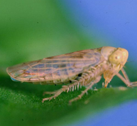 Leafhopper - About Plant Viruses