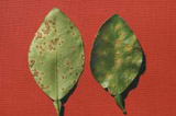 ppcirc377-002