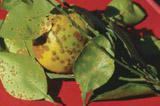 ppcirc377-003