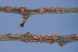 ppcirc377-007