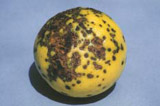 ppcirc377-009