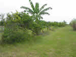 remains%20of%20badly%20damaged%20lime%20grove_thumb