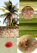 RPM_on_coconut_montage_thumb