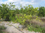 severe%20greening%20in%20commercial%20orange_thumb