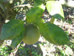 sweet%20orange%201_thumb