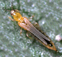 thrips1