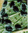 ursor_1