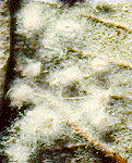 wool_1