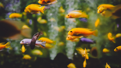 Aquaculture Educator Resources