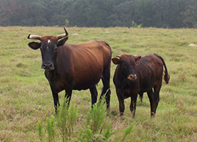 carcker_cattle_gridview