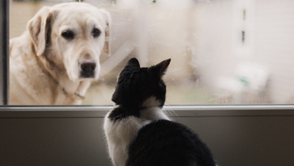 Cat and Dog