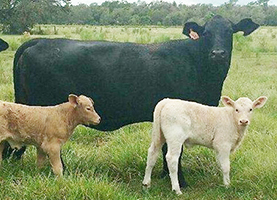 cattle-id-gridview