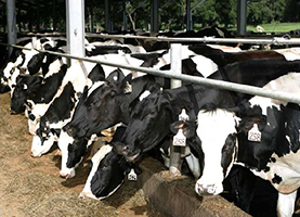 dairy_inspection_gridview