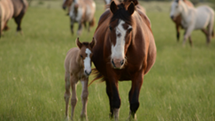 Equine Movement