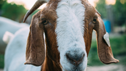Goat Movement