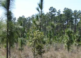 Longleaf_gridview