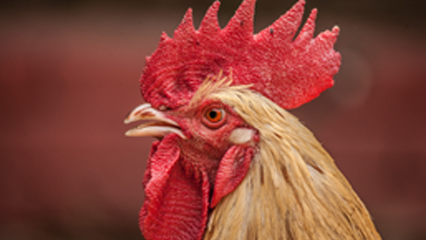 Poultry Featured