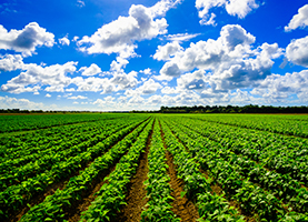 rural_gridview