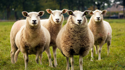 Sheep Movement