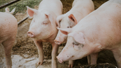 Swine Movement